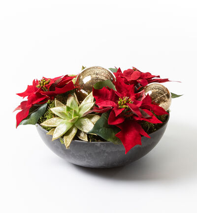 Julegruppe med minijulestjerner rød Julegruppe med minijulestjerner rød